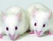 Running Mice Suggests Brain Fitness?