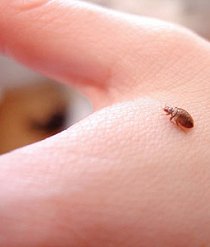 Sleep Tight: 7 Travel Tips for Bedbug Phobia
